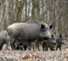 La población de jabalíes en Galicia se ha triplicado en la última década